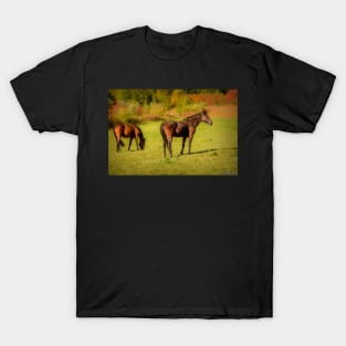 Horses in Mabou T-Shirt